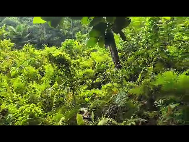 Future Home of the Coconuts Performance Center