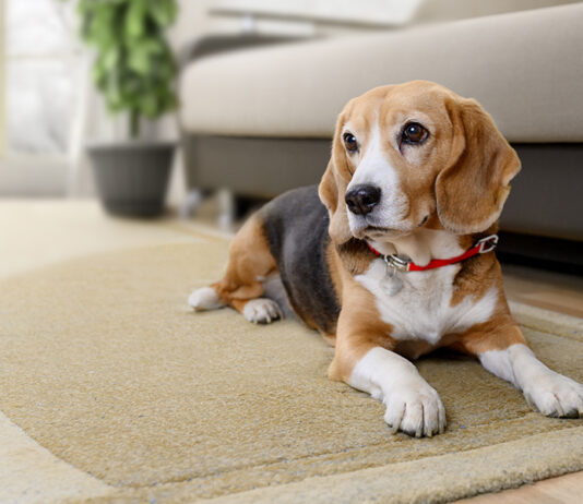 Dog Trainer Bible – The Ultimate Ebook Collection