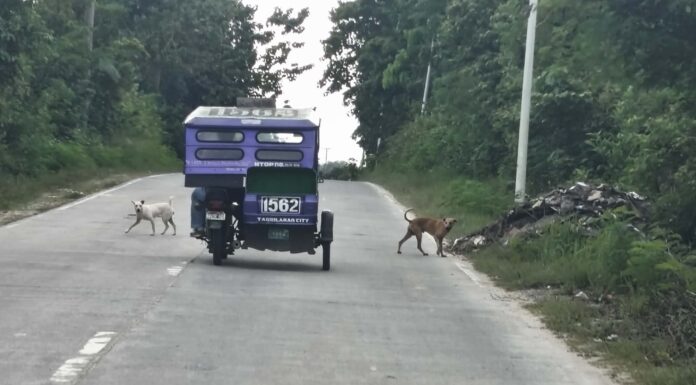 Around Town: Scenes from Cambanac