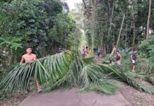 Cambanac Cleanup Begins after High Winds Down Tree Fallen Coconut Tree
