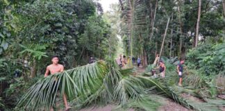 Cambanac Cleanup Begins after High Winds Down Coconut Tree Fallen Coconut Tree