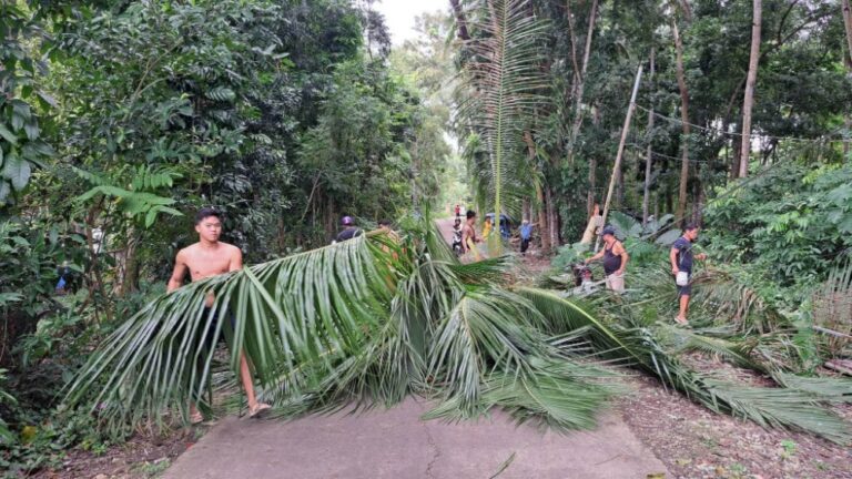 Fallen Coconut Tree