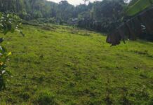 Coconuts Scout Practice Fields, Eye Local Partnerships Cambanac Field