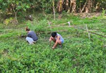 From Backyard Gardens to Community Soup Kitchen