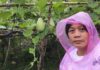 Weathering the Storm: Coconuts’ Garden Program Stands Strong Cambanac Kagawad Lerma Moore