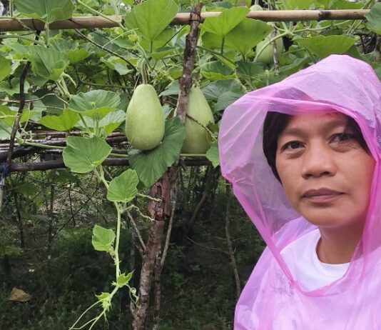Weathering the Storm: Coconuts’ Garden Program Stands Strong Cambanac Kagawad Lerma Moore