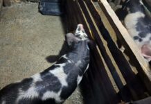 Coconuts Animal Husbandry Program