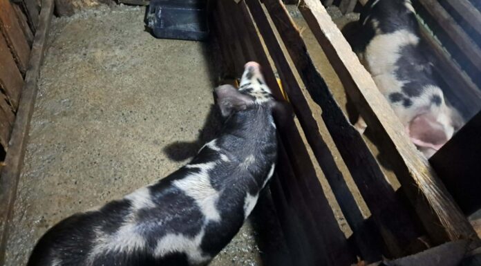 Coconuts Animal Husbandry Program