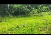 A Walk into the Future: Exclusive First Look at the Coconuts Performance Center Site