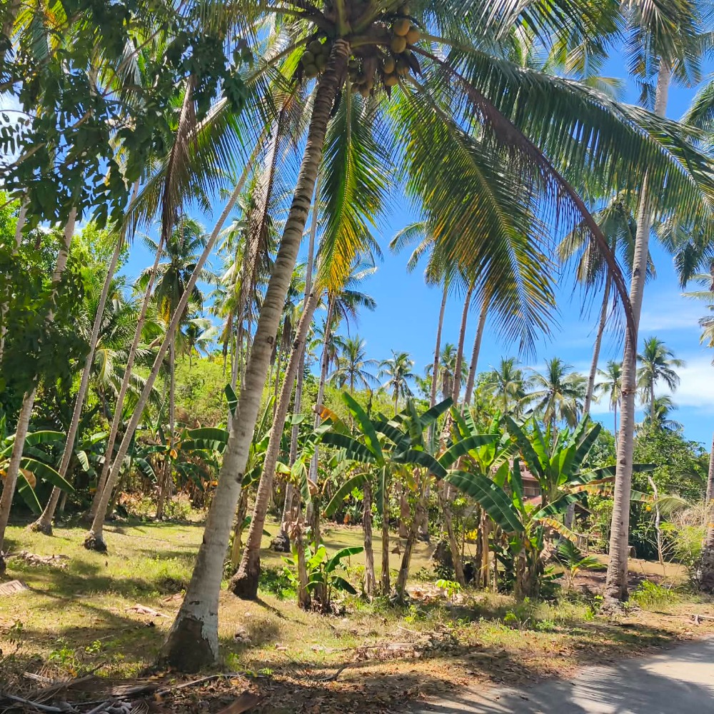 Coconut grove on the property