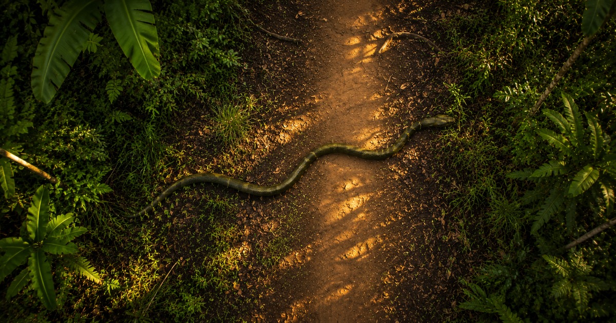 King Cobra in Philippine jungle, Bohol Island